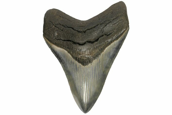 Fossil Megalodon Tooth - Colorful Enamel #180978